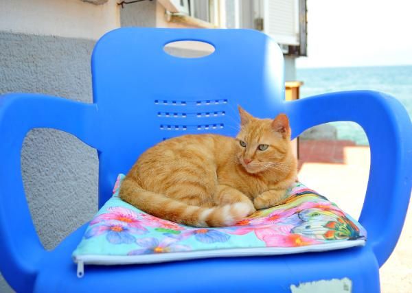 Bursa'da 70 yaşındaki teyzenin kedi düşkünlüğü